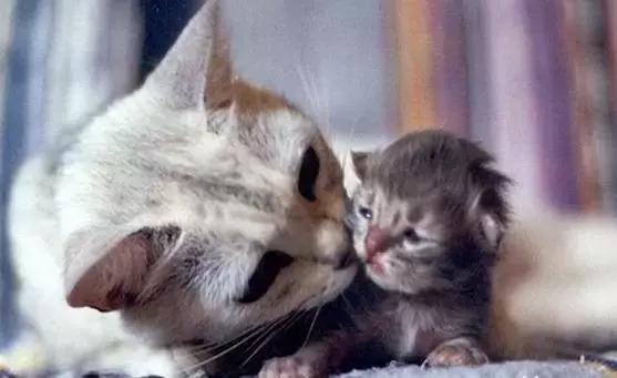 猫咪产后护理,猫咪怀孕生产及产后护理图片