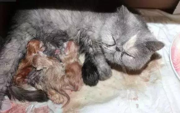 猫咪产后护理,猫咪怀孕生产及产后护理图片