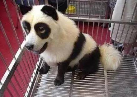 给狗狗染色,需要注意些什么?