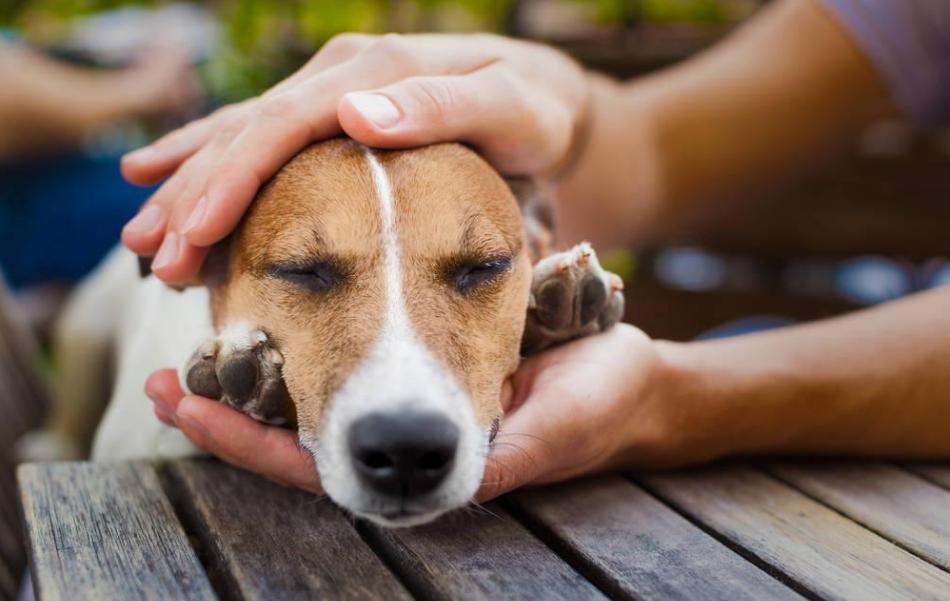狗狗的日常养护和注意事项,狗狗日常护理需要注意的五大事项