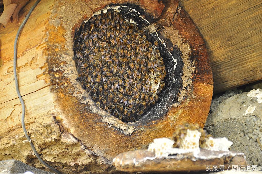 去丽江住客栈好还是住民宿,去丽江客栈还是酒店