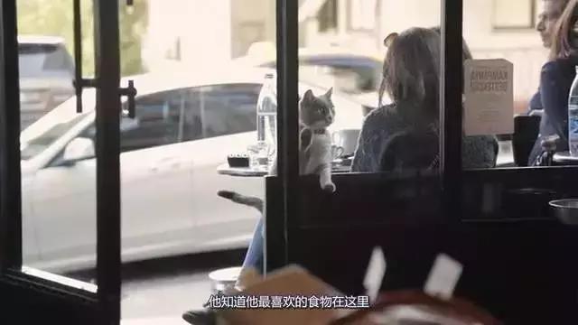 萌出血!九江这几家的撸猫店喊你来撸猫啦!美食与猫兼得!