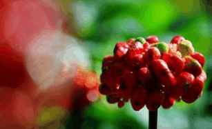 生理期能吃三七通胶囊吗,生理期可以吃三七煲汤