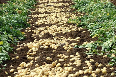 马铃薯滞销怎么解决,马铃薯滞销