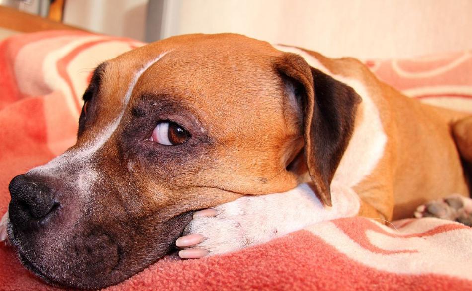 狗狗的关节疼痛吃什么药最好,帮助狗狗缓解疼痛的小妙招