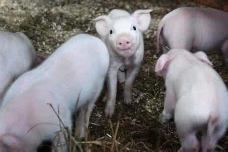 母猪奶水少要喂什么,母猪奶水不好怎么办要不要淘汰