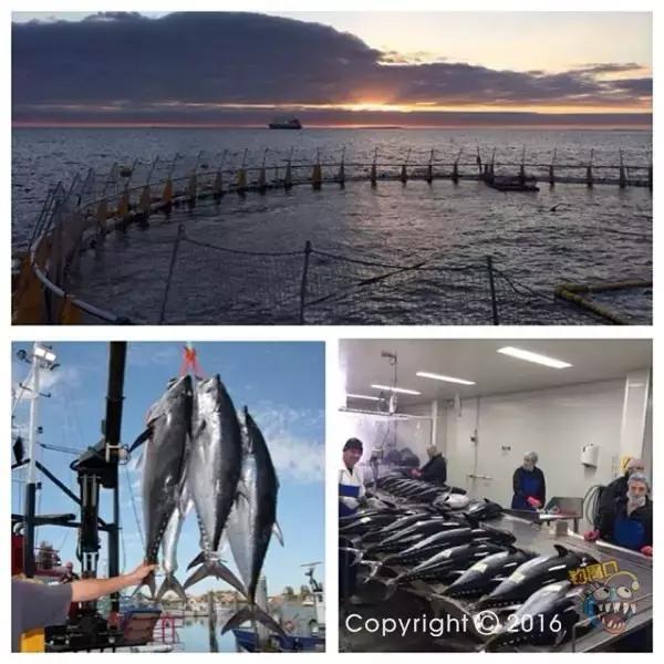 金枪鱼一般吃什么,金枪鱼要怎么吃才好吃