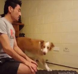 边牧是不是最聪明的狗,与边牧一样聪明的土狗