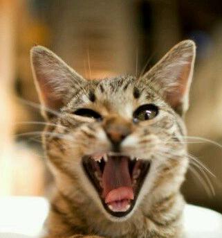 搞笑幽默段子，愚人节网恋下辈子是不是要托生成王思聪的狗？我可不想我妈找小白脸