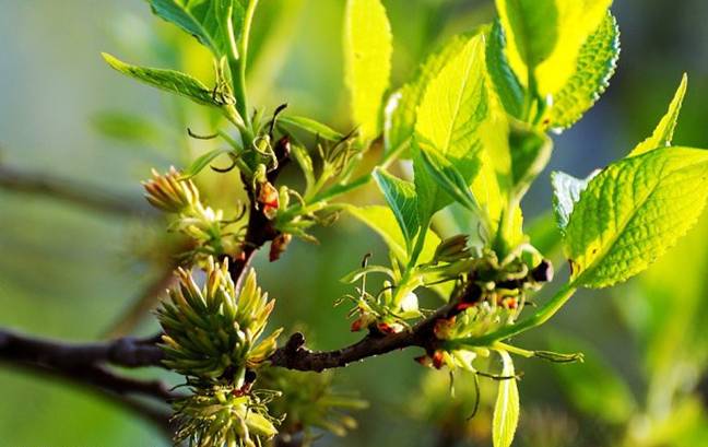 杜仲花的吃法,杜仲花茶的制作方法