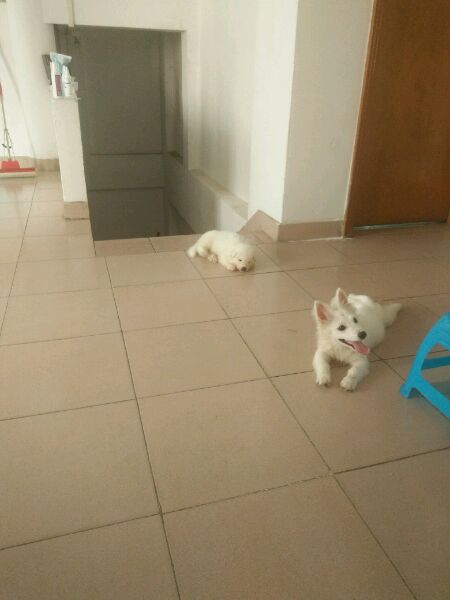 给博美犬怎样自制没有泪痕的狗粮,小博美幼犬自制狗粮