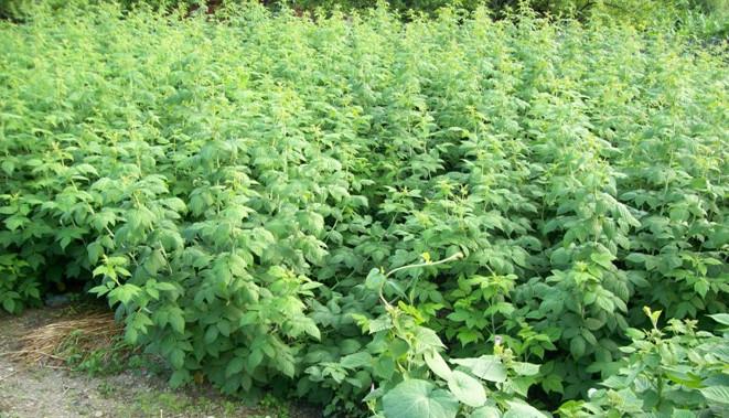 树莓的种植方法和管理技术,树莓栽培管理技术视频