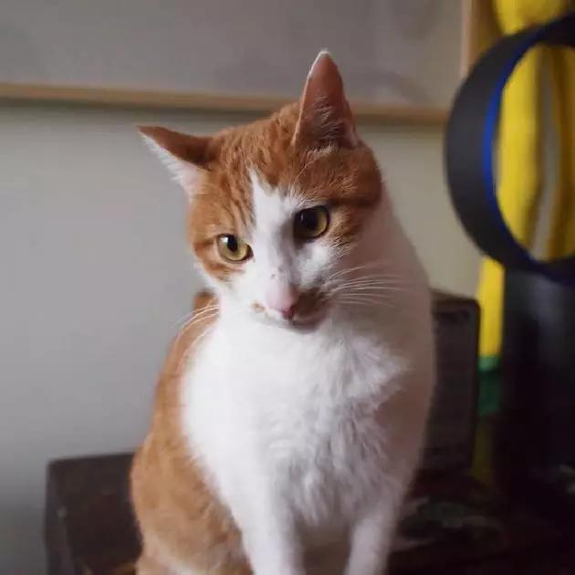 2022上海宠物领养中心官网,上海宠物领养日申请领养概率