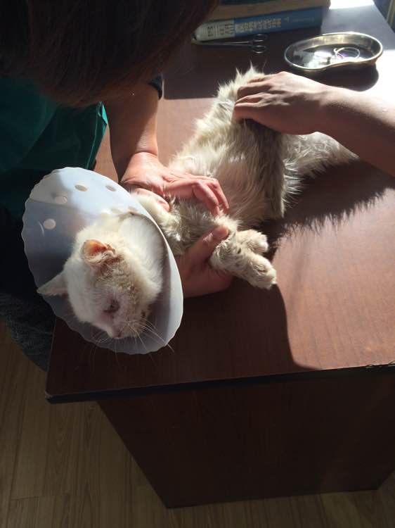 垃圾桶旁边的小猫，我走进了冲着我叫却叫不出声音，只能嘴巴动！