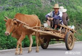 中国农民富豪都是靠什么发家的,农村有钱人是怎么富起来的