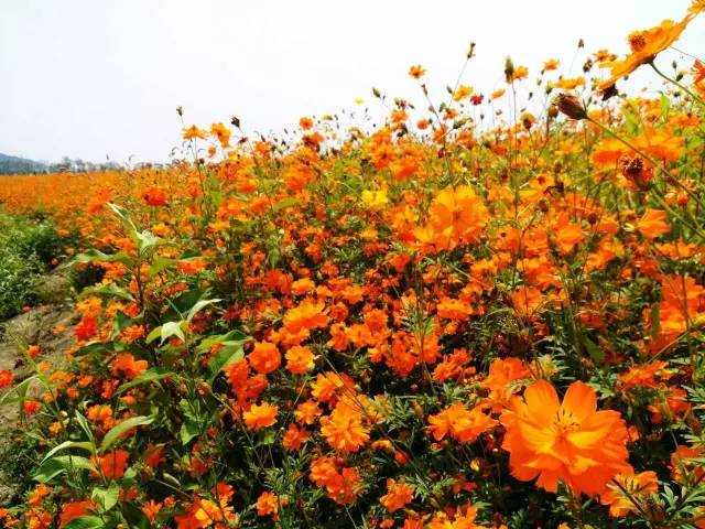 少女心美炸！大杭州竟然藏了条七彩跑道，柠檬黄、蒂芙尼蓝、墨色绿……现在去还能看到十里荷花……