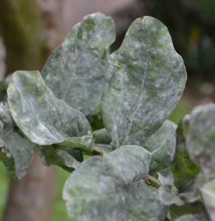 那些你不知道的益虫,虫害防治最简单的办法