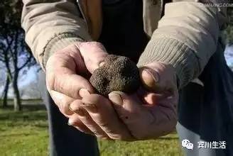 请不要对着手机流口水\^O^/宾川鸡足山正疯长的野生菌