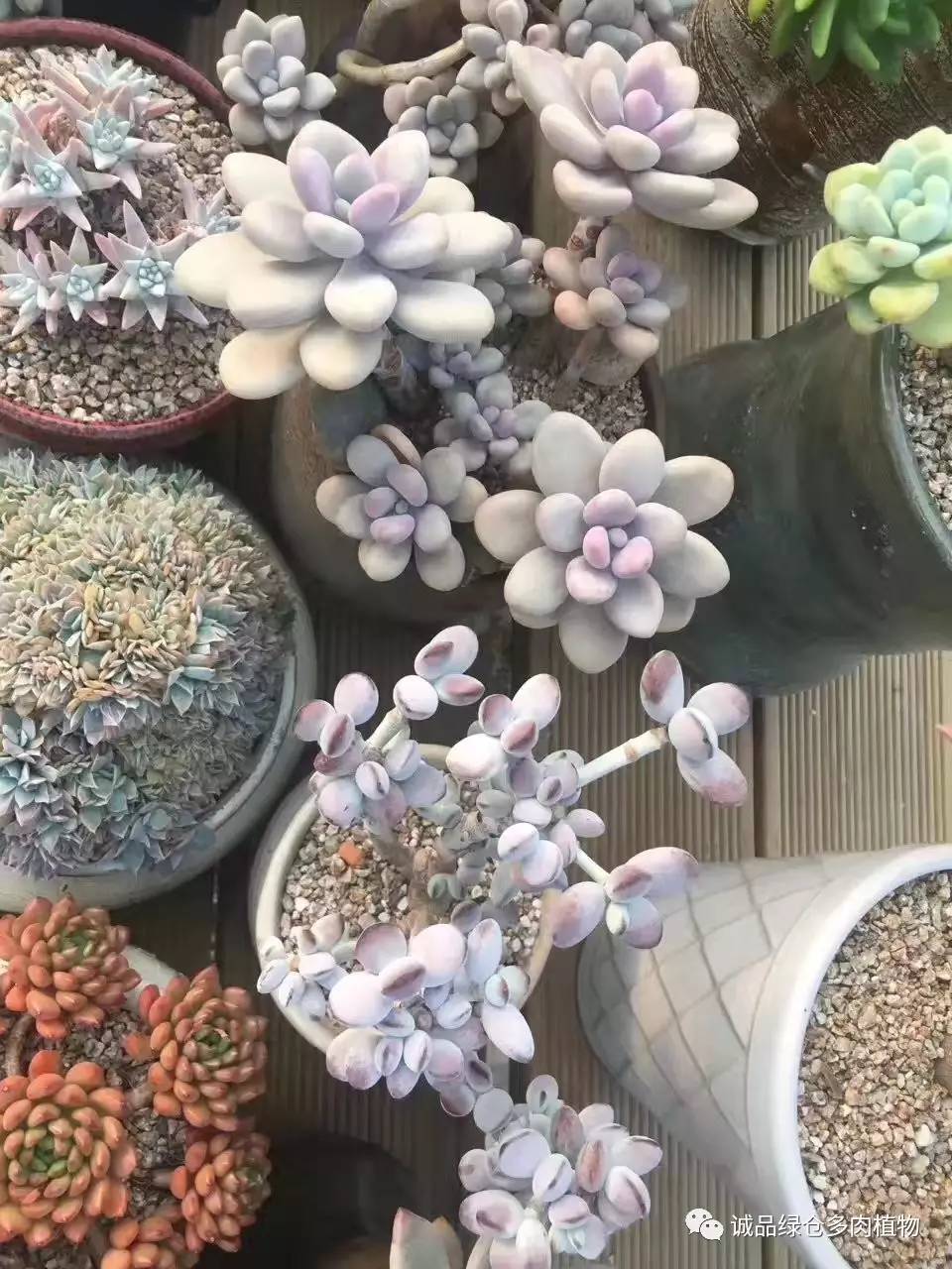 秀妍肉肉倒盆后的变化,多肉大棚展示图