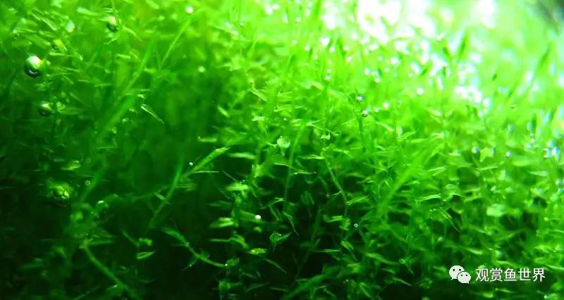 莫斯水草黑褐色,粉色莫丝水草