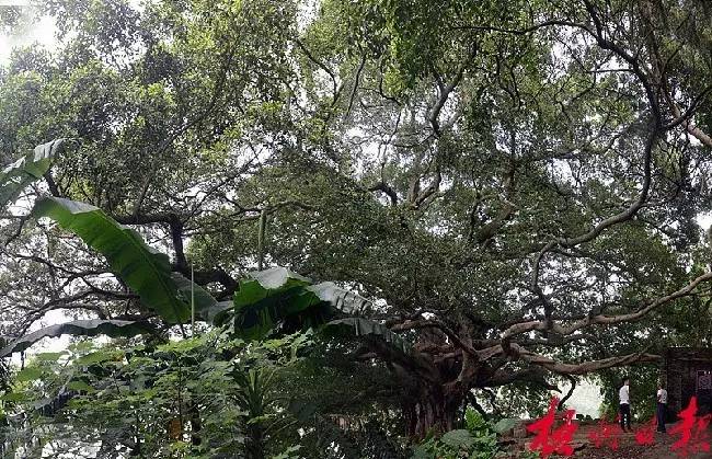 广西梧州藤县袁崇焕,广西梧州袁崇焕