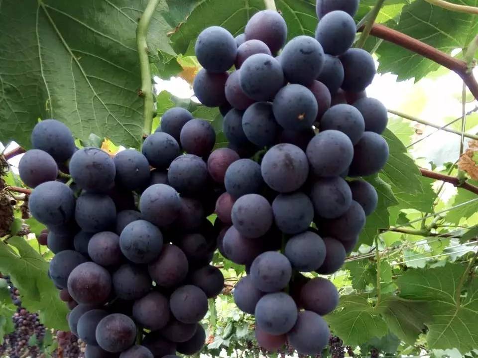 夏日冰爽解渴消暑的秘诀,消暑有妙招