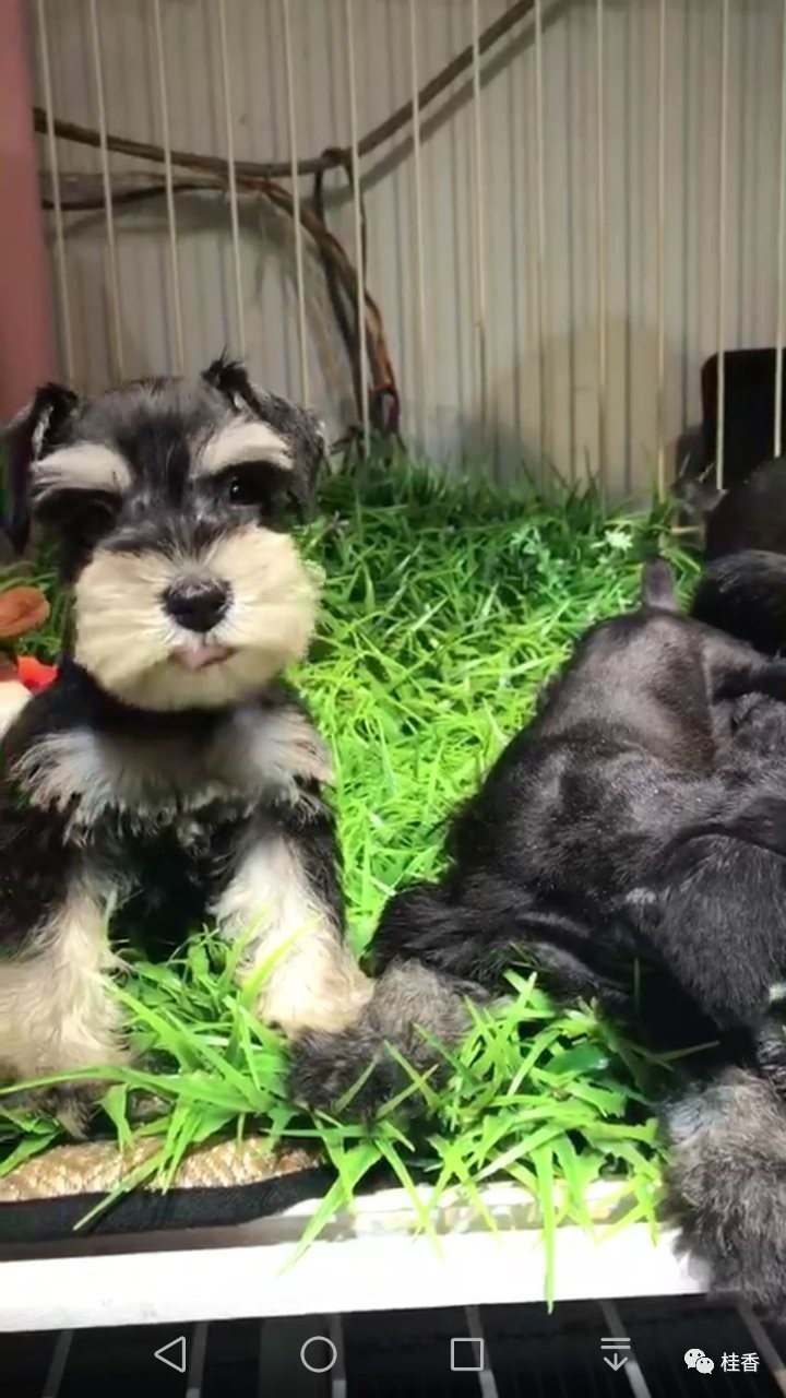 说说我养猫的事情,2个小时的养狗经历