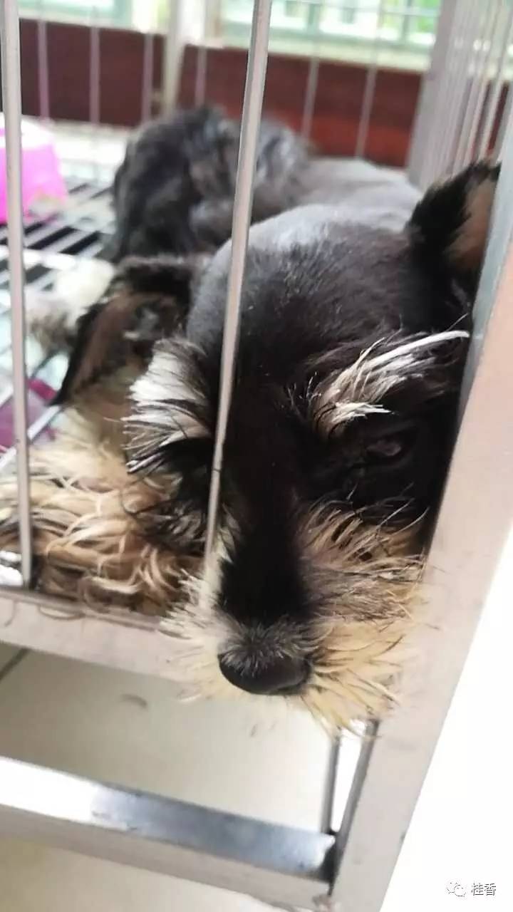 说说我养猫的事情,2个小时的养狗经历