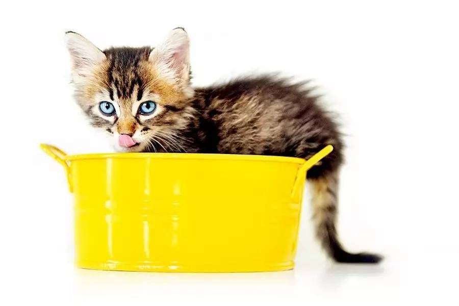 坐舔、跪舔、躺着舔……喵为什么这么爱舔毛？丨行为