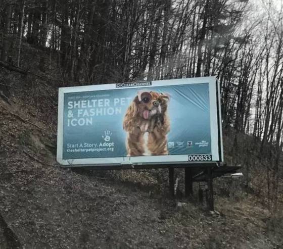 我没牙，我腿短，但我很红！