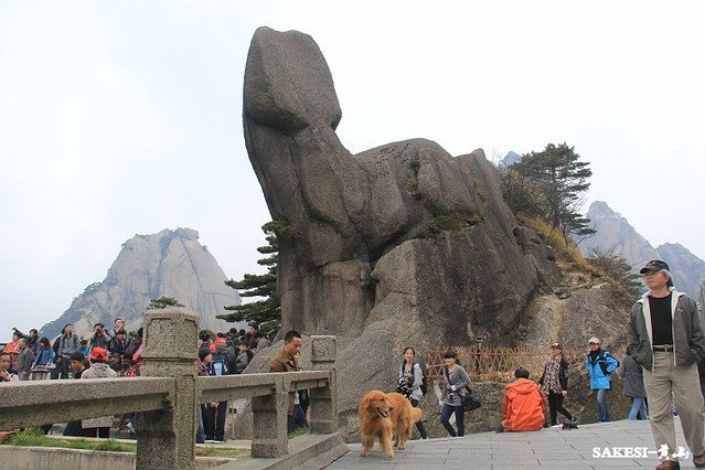 金毛萨克斯,金毛挑战全部视频