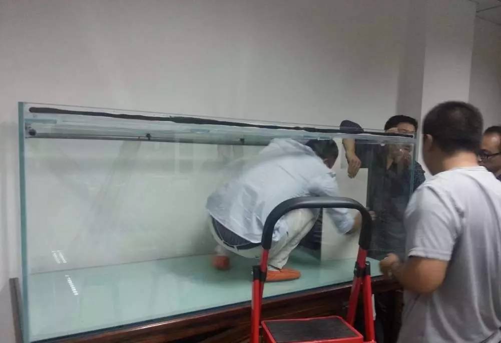 2米龙魟虎缸，23天开缸全记录