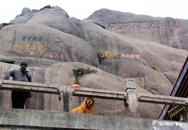 金毛萨克斯,金毛挑战全部视频