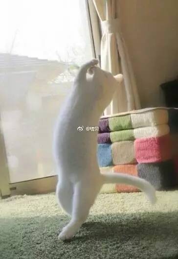 问问大家啊,如果对象要你一周内从世界8个国家给买礼物来证明你的爱,你……