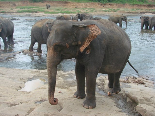在斯里兰卡旅游必做的10件事,在斯里兰卡的难忘旅行经历