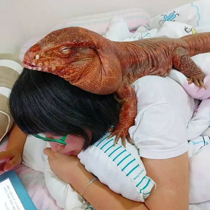 超可爱的宠物蜥蜴,这只宠物太可爱了抖音