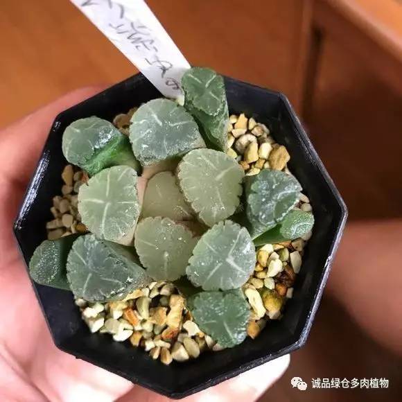 日本第二届多肉特卖会