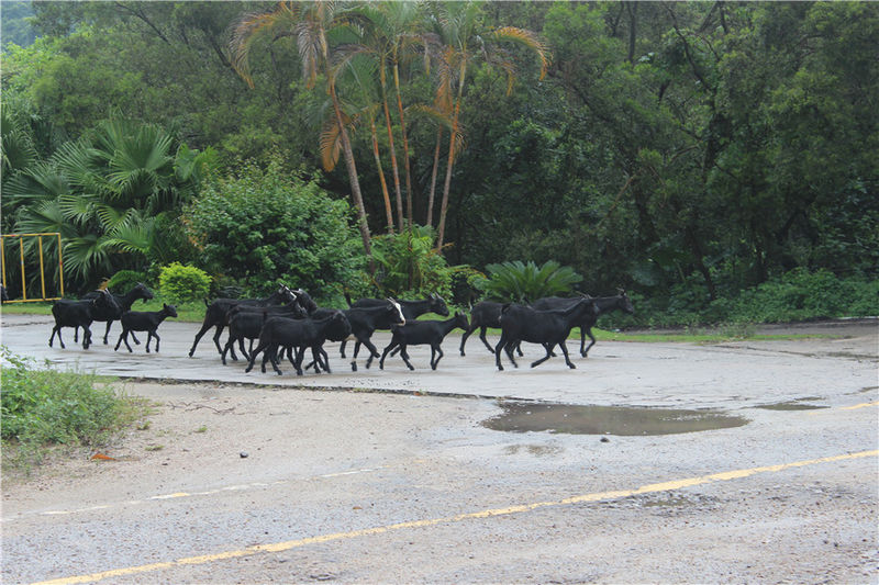 淇澳岛亲子游,一天时间玩转珠海淇澳岛