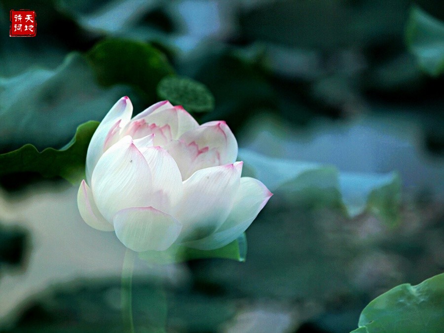 习习清风，朗朗明月