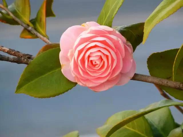 舌尖上的节气惊蛰养生,二十四节气惊蛰美食