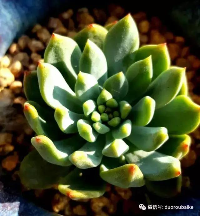 多肉爱好者必须养的有哪些多肉,心头肉多肉