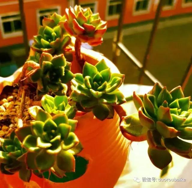 多肉爱好者必须养的有哪些多肉,心头肉多肉