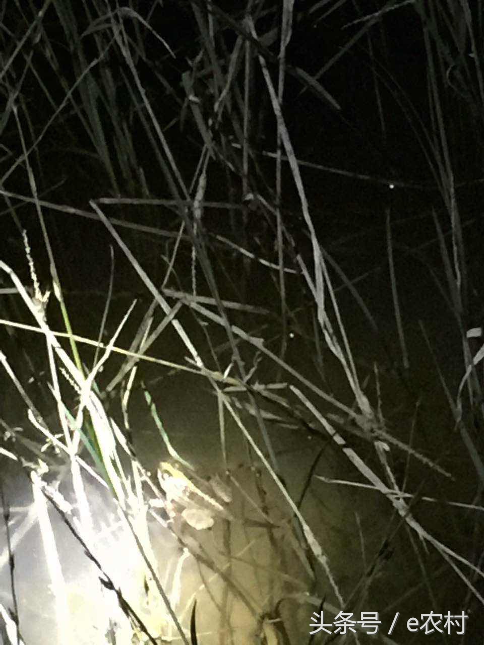 致富经养石蛙近期视频,cctv7致富经2016