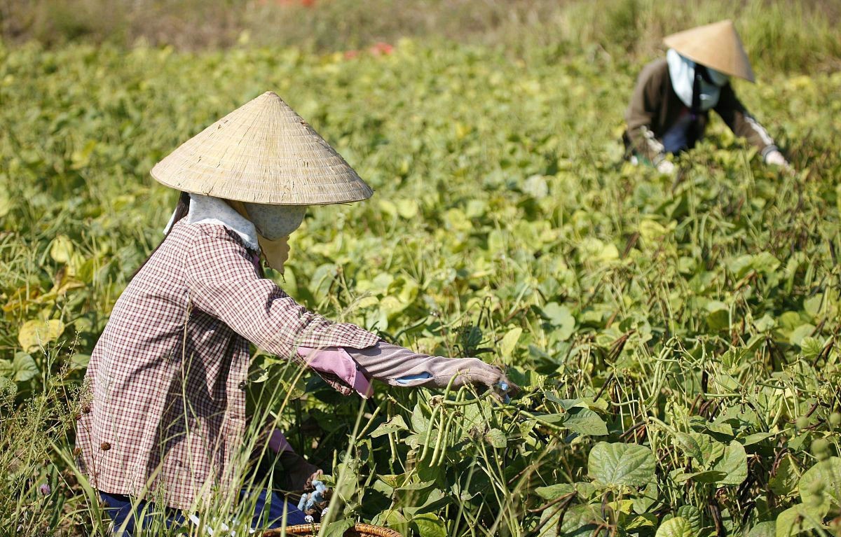 独特香气口感,独特的口感和香气