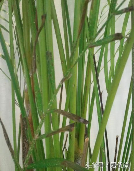 凤尾竹叶尖变黄发干怎么挽救,凤尾竹叶尖发黑变干怎么办