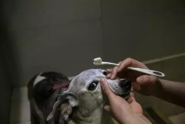 狗生如梦｜ONE实验室