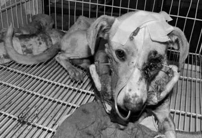 流浪母狗刚生下来小狗被抱走,流浪母狗与刚出生的小狗