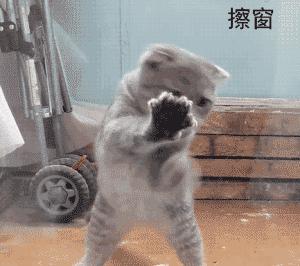 猫奴必备7个养猫绝技,猫奴必备的7个养猫技巧