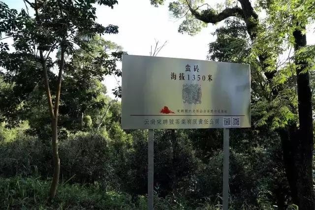 六大茶山的茶特点,六大茶山为什么茶那么好