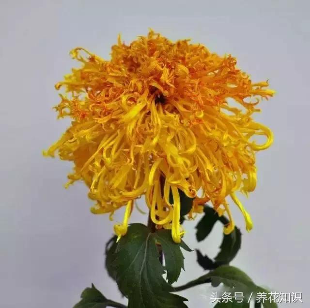 水养一年四季不黄叶的植物,水里加点什么花养得好